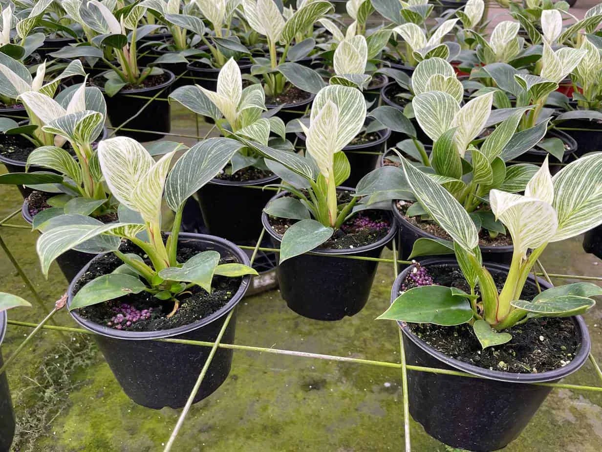 Philodendron Birkin, White Wave, 6 Inch, Mermaid Tail 6 Philodendron Birkin, White Wave, 6 Inch, Mermaid Tail - Image 4