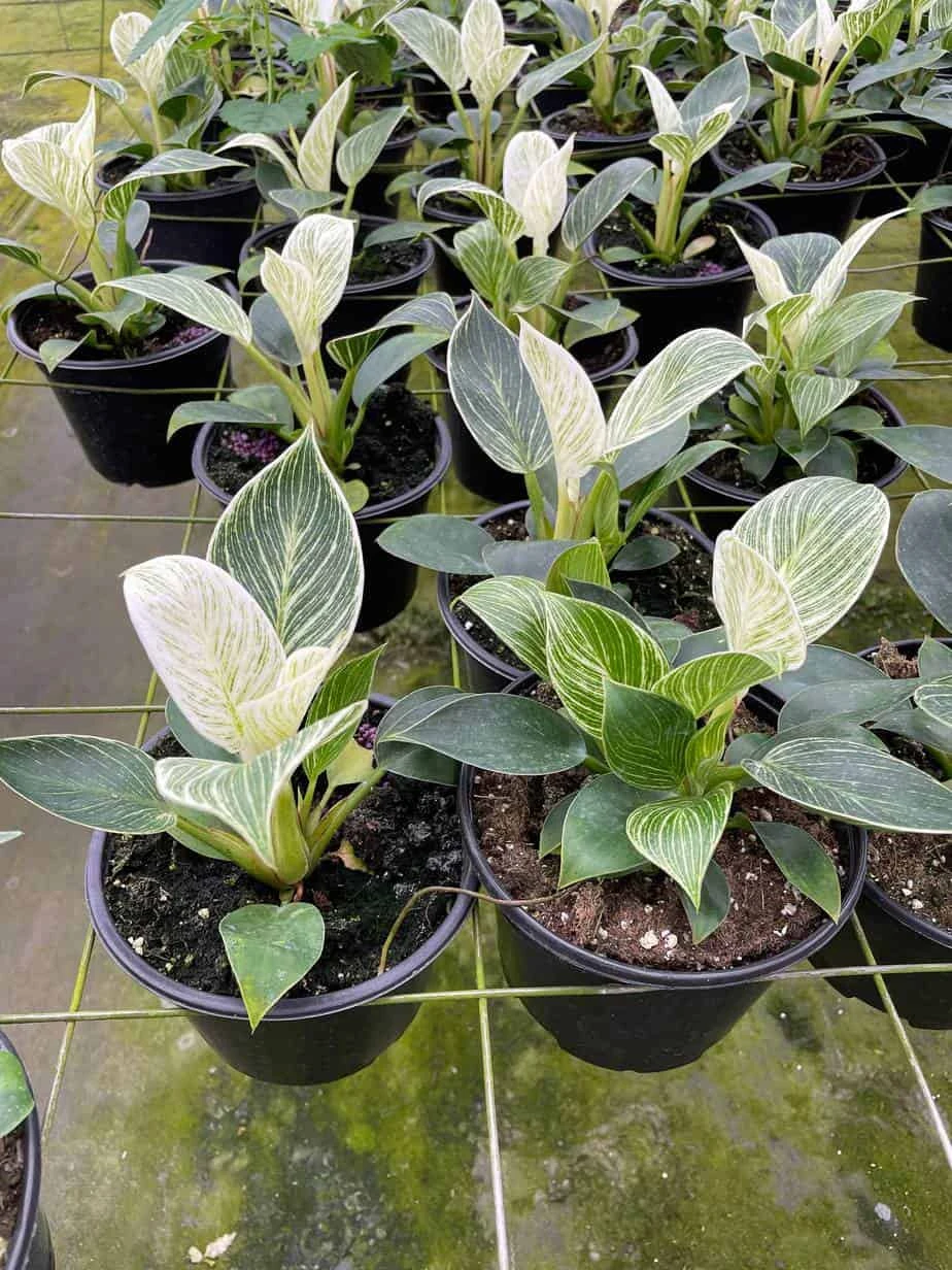 Philodendron Birkin, White Wave, 6 Inch, Mermaid Tail 4 Philodendron Birkin, White Wave, 6 Inch, Mermaid Tail - Image 2