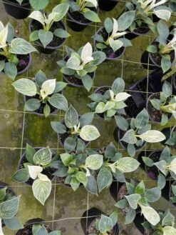 Philodendron Birkin, White Wave, 6 Inch, Mermaid Tail 11 Philodendron Birkin, White Wave, 6 Inch, Mermaid Tail -Cheap Plantly Store il fullxfull.3726320272 nlnd