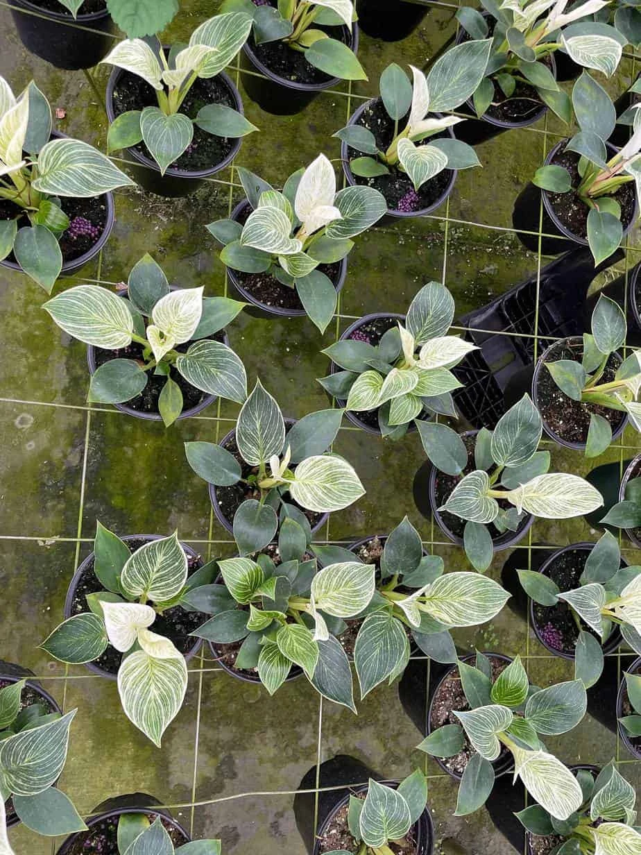 Philodendron Birkin, White Wave, 6 Inch, Mermaid Tail 5 Philodendron Birkin, White Wave, 6 Inch, Mermaid Tail - Image 3