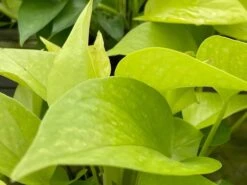 Neon Pothos, 6 Inch, Devil's Ivy, Hunter's Rove 16 Neon Pothos, 6 Inch, Devil's Ivy, Hunter's Rove -Cheap Plantly Store il fullxfull.3726324292 hy4t