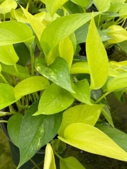 Neon Pothos, 6 Inch, Devil's Ivy, Hunter's Rove 18 Neon Pothos, 6 Inch, Devil's Ivy, Hunter's Rove -Cheap Plantly Store il fullxfull.3726324440 33t5