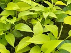 Neon Pothos, 6 Inch, Devil's Ivy, Hunter's Rove 17 Neon Pothos, 6 Inch, Devil's Ivy, Hunter's Rove -Cheap Plantly Store il fullxfull.3726324476 oy2e