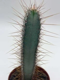 Blue Column Cactus, Pilosocereus Azureus, 3 Inch, Square Shaped Blue Torch Columnar Cacti Pachycladus -Cheap Plantly Store il fullxfull.3743148016 6755