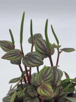 Red And Green Peperomia Albovittata,4 Inch Pot, Rare Mixed Frost Peperomia 13 Red And Green Peperomia Albovittata,4 Inch Pot, Rare Mixed Frost Peperomia -Cheap Plantly Store il fullxfull.3743171154 m1uc