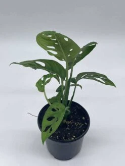 Monstera Adanosii Deliciosa, Swiss Cheese Plant, In A 4 Inch Pot, Split-leaf Philodendron -Cheap Plantly Store il fullxfull.3743345106 ilpb