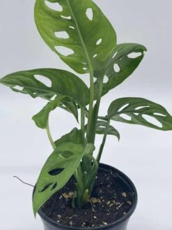 Monstera Adanosii Deliciosa, Swiss Cheese Plant, In A 4 Inch Pot, Split-leaf Philodendron -Cheap Plantly Store il fullxfull.3743345118 czu2