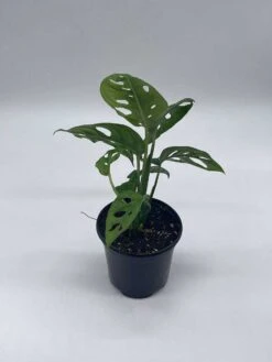 Monstera Adanosii Deliciosa, Swiss Cheese Plant, In A 4 Inch Pot, Split-leaf Philodendron -Cheap Plantly Store il fullxfull.3743345208 5amn