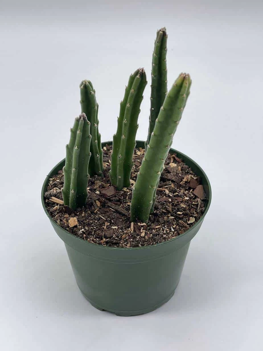 Stapelia Black Bell, 4 Inch Pot 4 Stapelia Black Bell, 4 Inch Pot - Image 2