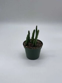 Stapelia Black Bell, 4 Inch Pot 16 Stapelia Black Bell, 4 Inch Pot -Cheap Plantly Store il fullxfull.3743346730 bgym