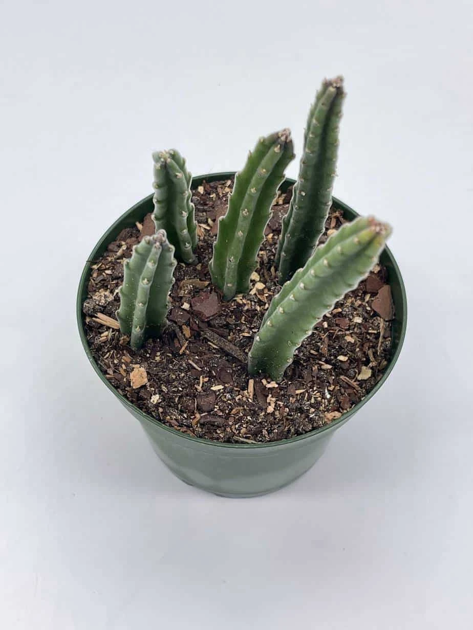 Stapelia Black Bell, 4 Inch Pot 5 Stapelia Black Bell, 4 Inch Pot - Image 3