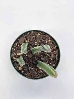 Stapelia Black Bell, 4 Inch Pot 15 Stapelia Black Bell, 4 Inch Pot -Cheap Plantly Store il fullxfull.3743346750 bqz3