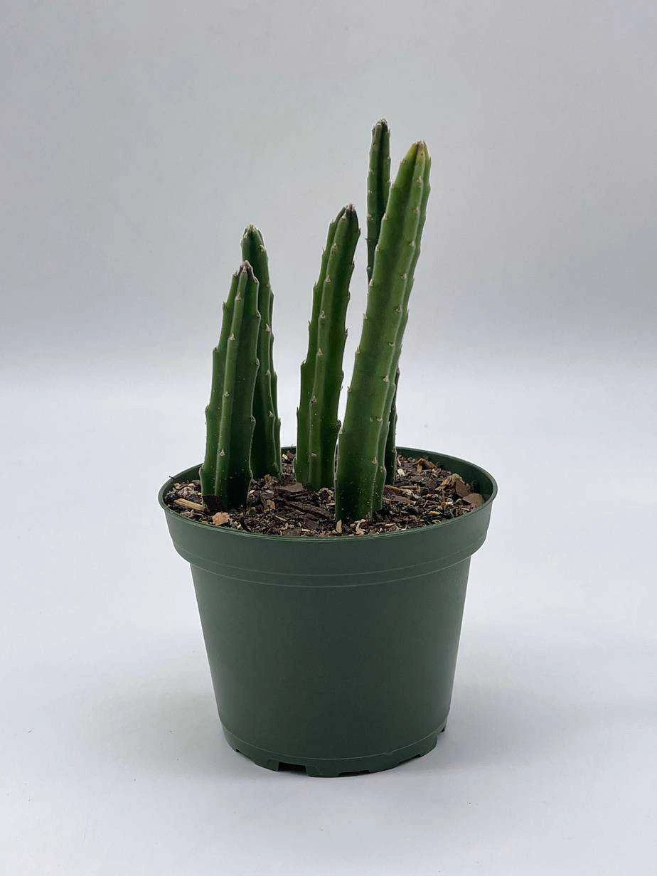 Stapelia Black Bell, 4 Inch Pot 10 Stapelia Black Bell, 4 Inch Pot - Image 8