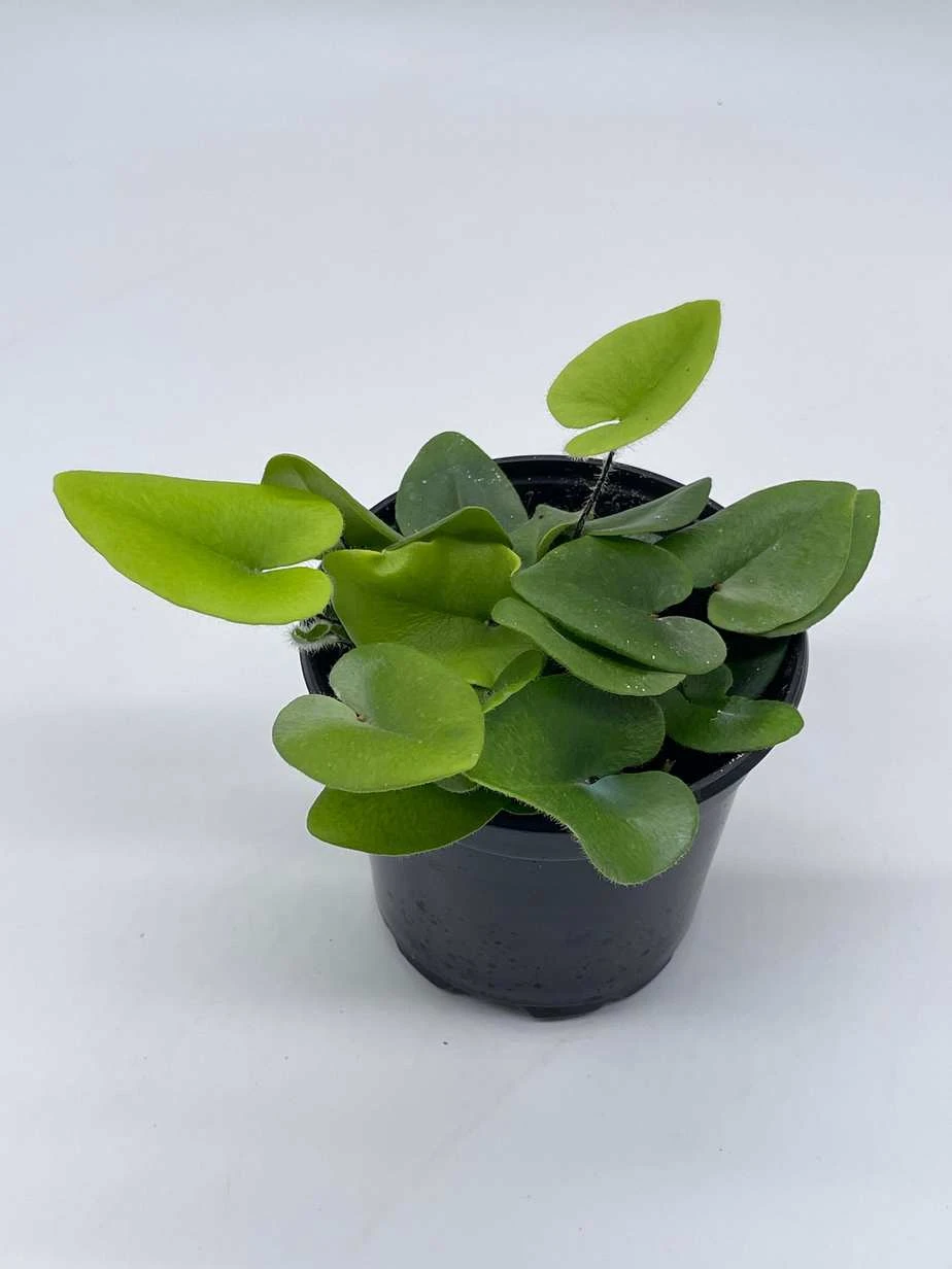 Heart Fern, Hemionitis Arifolia, 4 Inch Pot, Heart Leaf, Tongue Fern 4 Heart Fern, Hemionitis Arifolia, 4 Inch Pot, Heart Leaf, Tongue Fern - Image 2
