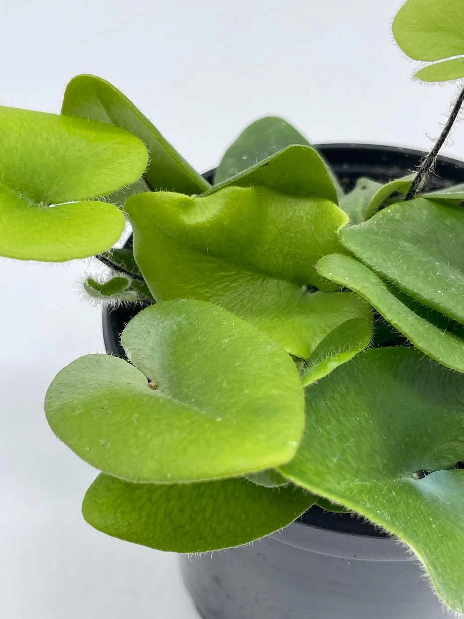 Heart Fern, Hemionitis Arifolia, 4 Inch Pot, Heart Leaf, Tongue Fern 7 Heart Fern, Hemionitis Arifolia, 4 Inch Pot, Heart Leaf, Tongue Fern - Image 5