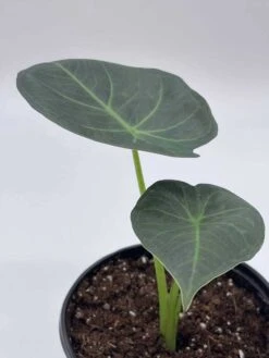 Alocasia Regal Shield, 4 Inch, Very Rare Elephant's Ear -Cheap Plantly Store il fullxfull.3743367290 l0im