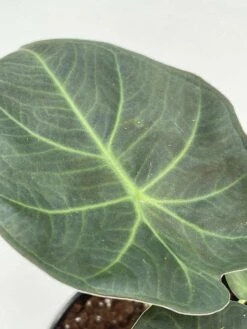 Alocasia Regal Shield, 4 Inch, Very Rare Elephant's Ear -Cheap Plantly Store il fullxfull.3743367302 hrd9
