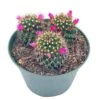 Old Lady Cactus, 6 Inch, Mammillaria Hahniana, Crown Of Flowers