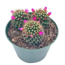 Old Lady Cactus, 6 Inch, Mammillaria Hahniana, Crown Of Flowers