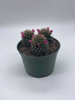 Old Lady Cactus, 6 Inch, Mammillaria Hahniana, Crown Of Flowers -Cheap Plantly Store il fullxfull.3743371090 tnhv