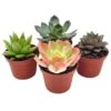 Echeveria Succulent Assortment, 3 Inch Potted Live Variety Set 1 Echeveria Succulent Assortment, 3 Inch Potted Live Variety Set -Cheap Plantly Store il fullxfull.3743398990 oxzl