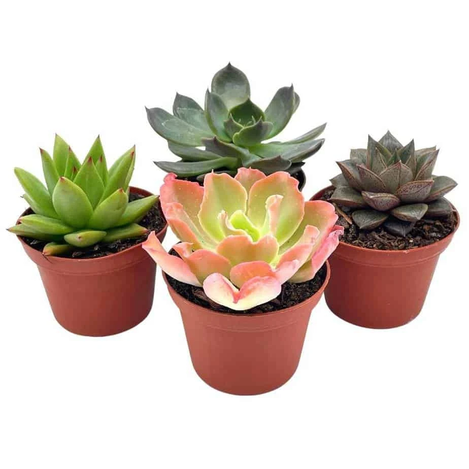 Echeveria Succulent Assortment, 3 Inch Potted Live Variety Set 3 Echeveria Succulent Assortment, 3 Inch Potted Live Variety Set