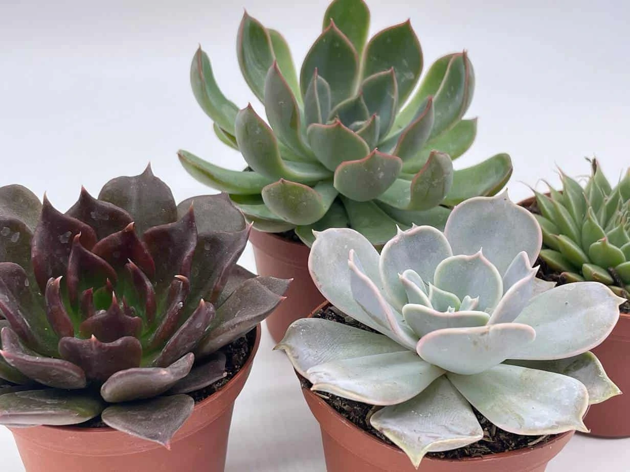 Echeveria Succulent Assortment, 3 Inch Potted Live Variety Set 7 Echeveria Succulent Assortment, 3 Inch Potted Live Variety Set - Image 5