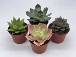 Echeveria Succulent Assortment, 3 Inch Potted Live Variety Set 18 Echeveria Succulent Assortment, 3 Inch Potted Live Variety Set -Cheap Plantly Store il fullxfull.3743399640 l8m5