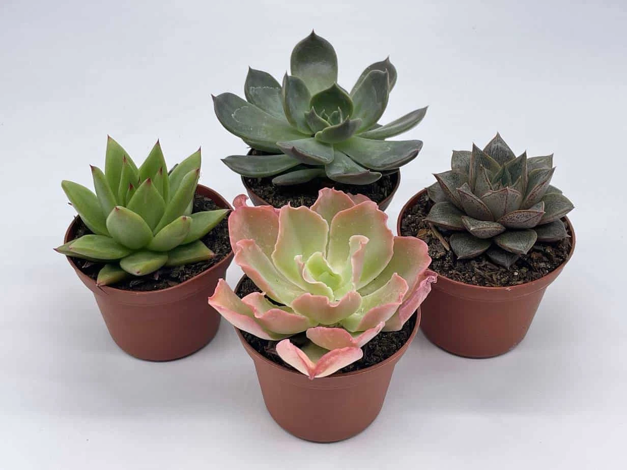Echeveria Succulent Assortment, 3 Inch Potted Live Variety Set 10 Echeveria Succulent Assortment, 3 Inch Potted Live Variety Set - Image 8
