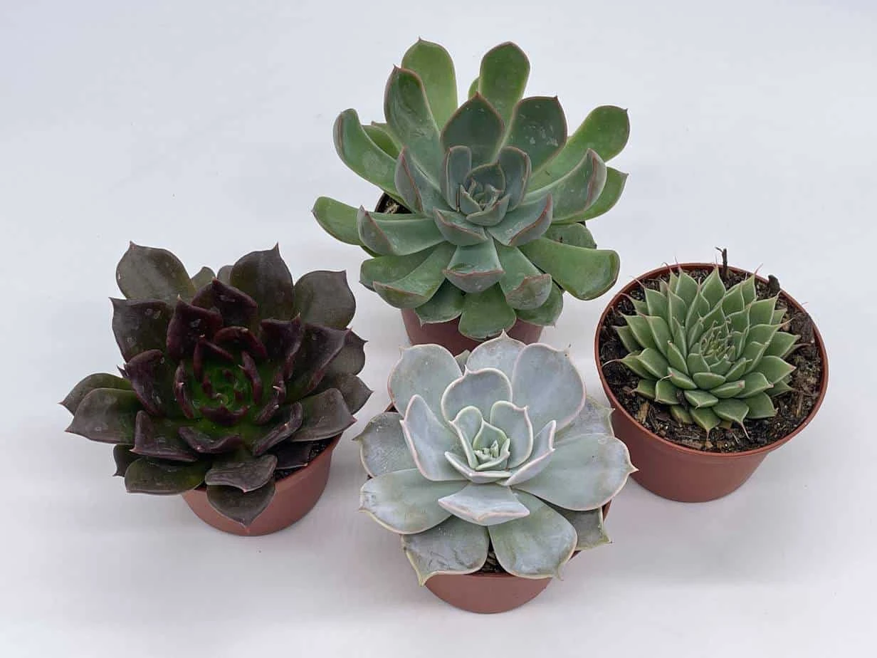 Echeveria Succulent Assortment, 3 Inch Potted Live Variety Set 8 Echeveria Succulent Assortment, 3 Inch Potted Live Variety Set - Image 6