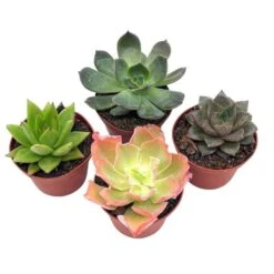 Echeveria Succulent Assortment, 3 Inch Potted Live Variety Set 13 Echeveria Succulent Assortment, 3 Inch Potted Live Variety Set -Cheap Plantly Store il fullxfull.3743407076 4ll0