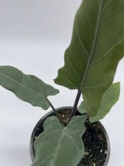 Alocasia Lauterbachiana, 4 Inch Purple Sword, Silver Baroque Elephant Ear -Cheap Plantly Store il fullxfull.3744242608 i1z1