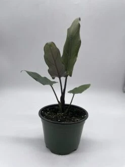 Alocasia Lauterbachiana, 4 Inch Purple Sword, Silver Baroque Elephant Ear -Cheap Plantly Store il fullxfull.3744242616 toxz
