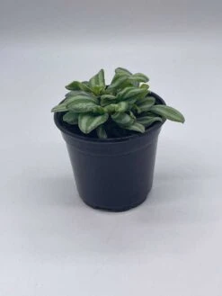 Peperomia Mini Watermelon, 4 Inch Verschaffeltii, Steve's Leaves -Cheap Plantly Store il fullxfull.3744262544 8y77