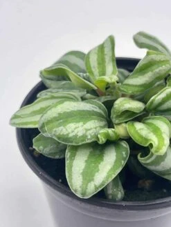 Peperomia Mini Watermelon, 4 Inch Verschaffeltii, Steve's Leaves -Cheap Plantly Store il fullxfull.3744262584 fe9u