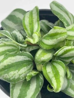 Peperomia Mini Watermelon, 4 Inch Verschaffeltii, Steve's Leaves -Cheap Plantly Store il fullxfull.3744262598 gy0b