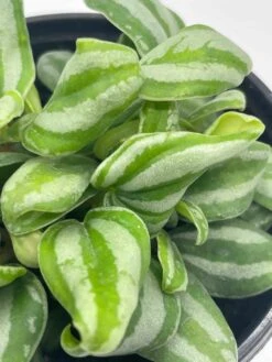Peperomia Mini Watermelon, 4 Inch Verschaffeltii, Steve's Leaves -Cheap Plantly Store il fullxfull.3744262602 nh3c