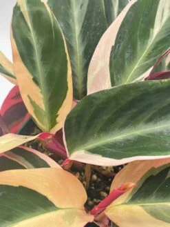 Triostar Stromanthe, 6 Inch Sanguinea, Tricolor Variegated -Cheap Plantly Store il fullxfull.3744312530 j0i9