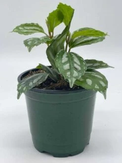 Watermelon Pilea Cadierei, Aluminum Plant, 4 Inch -Cheap Plantly Store il fullxfull.3744326130 qktw