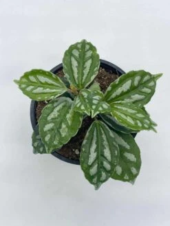 Watermelon Pilea Cadierei, Aluminum Plant, 4 Inch -Cheap Plantly Store il fullxfull.3744326152 pdu6