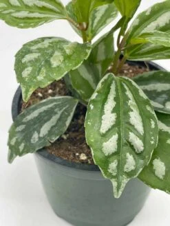 Watermelon Pilea Cadierei, Aluminum Plant, 4 Inch -Cheap Plantly Store il fullxfull.3744326208 5ojd