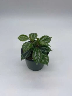 Watermelon Pilea Cadierei, Aluminum Plant, 4 Inch -Cheap Plantly Store il fullxfull.3744326246 2haf