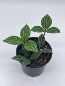 Peperomia Puteolata, 4 Inch, Stilt Peperomia, Parallel Peperomia -Cheap Plantly Store il fullxfull.3744329668 cfxl
