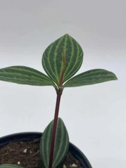 Peperomia Puteolata, 4 Inch, Stilt Peperomia, Parallel Peperomia -Cheap Plantly Store il fullxfull.3744329718 oj22