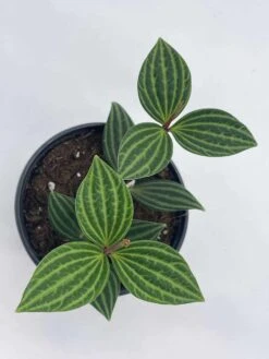 Peperomia Puteolata, 4 Inch, Stilt Peperomia, Parallel Peperomia -Cheap Plantly Store il fullxfull.3744329728 kpb3