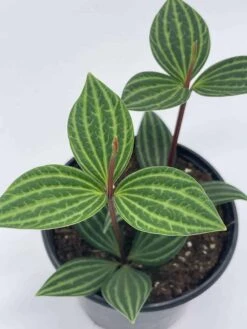 Peperomia Puteolata, 4 Inch, Stilt Peperomia, Parallel Peperomia -Cheap Plantly Store il fullxfull.3744329730 lz79