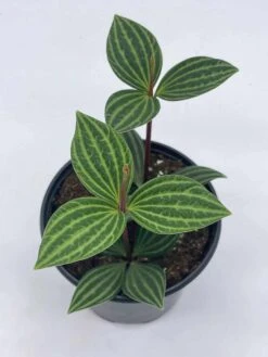 Peperomia Puteolata, 4 Inch, Stilt Peperomia, Parallel Peperomia -Cheap Plantly Store il fullxfull.3744330026 1zgw