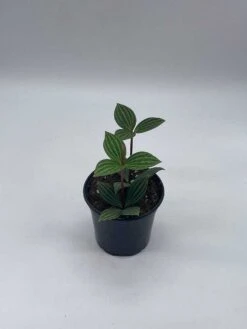 Peperomia Puteolata, 4 Inch, Stilt Peperomia, Parallel Peperomia -Cheap Plantly Store il fullxfull.3744330028 5o3m