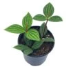 Peperomia Puteolata, 4 Inch, Stilt Peperomia, Parallel Peperomia -Cheap Plantly Store il fullxfull.3744332484 arjp