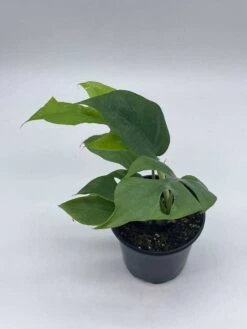 Monstera Minima, 4 Inch, Rhaphidophora Tetrasperma Philodendron Piccolo, Mini Ginny, -Cheap Plantly Store il fullxfull.3744343070 n90j